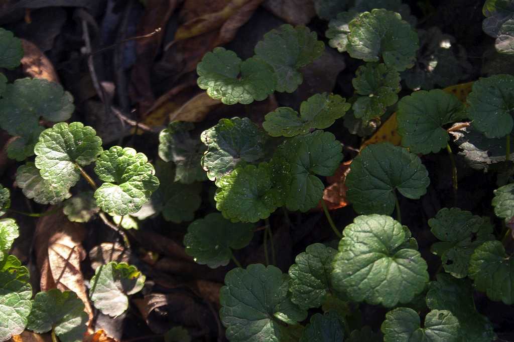 dzikie rośliny jadalne na Mazowszu - bluszczyk kurdybanek