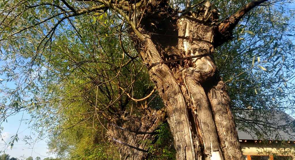 pasy - jeden ze sposobów, jak ratować stare drzewa