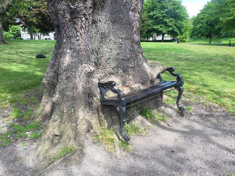 drzewo pożerające ławkę, Hungry Tree w Dublinie