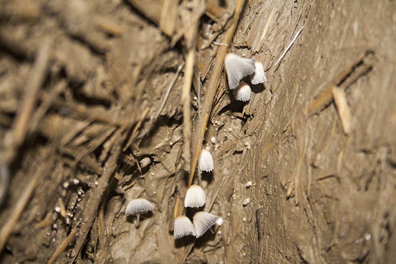 tynkowanie gliną wnętrz jesienią - możliwy skutek: grzyby